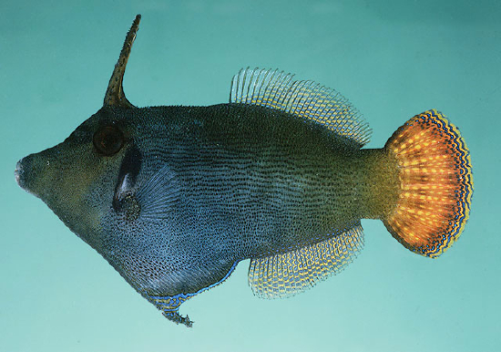  Pervagor janthinosoma (Blackbar Filefish)